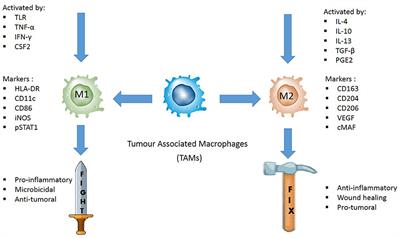 Evaluating the Polarization of Tumor-Associated Macrophages Into M1 and M2 Phenotypes in Human Cancer Tissue: Technicalities and Challenges in Routine Clinical Practice